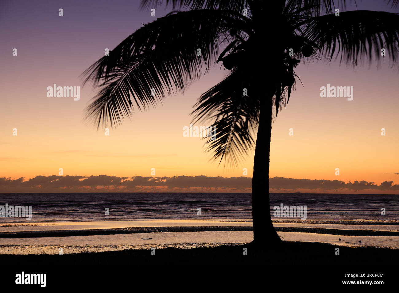 Palmier en face de coucher du soleil tropical. Banque D'Images