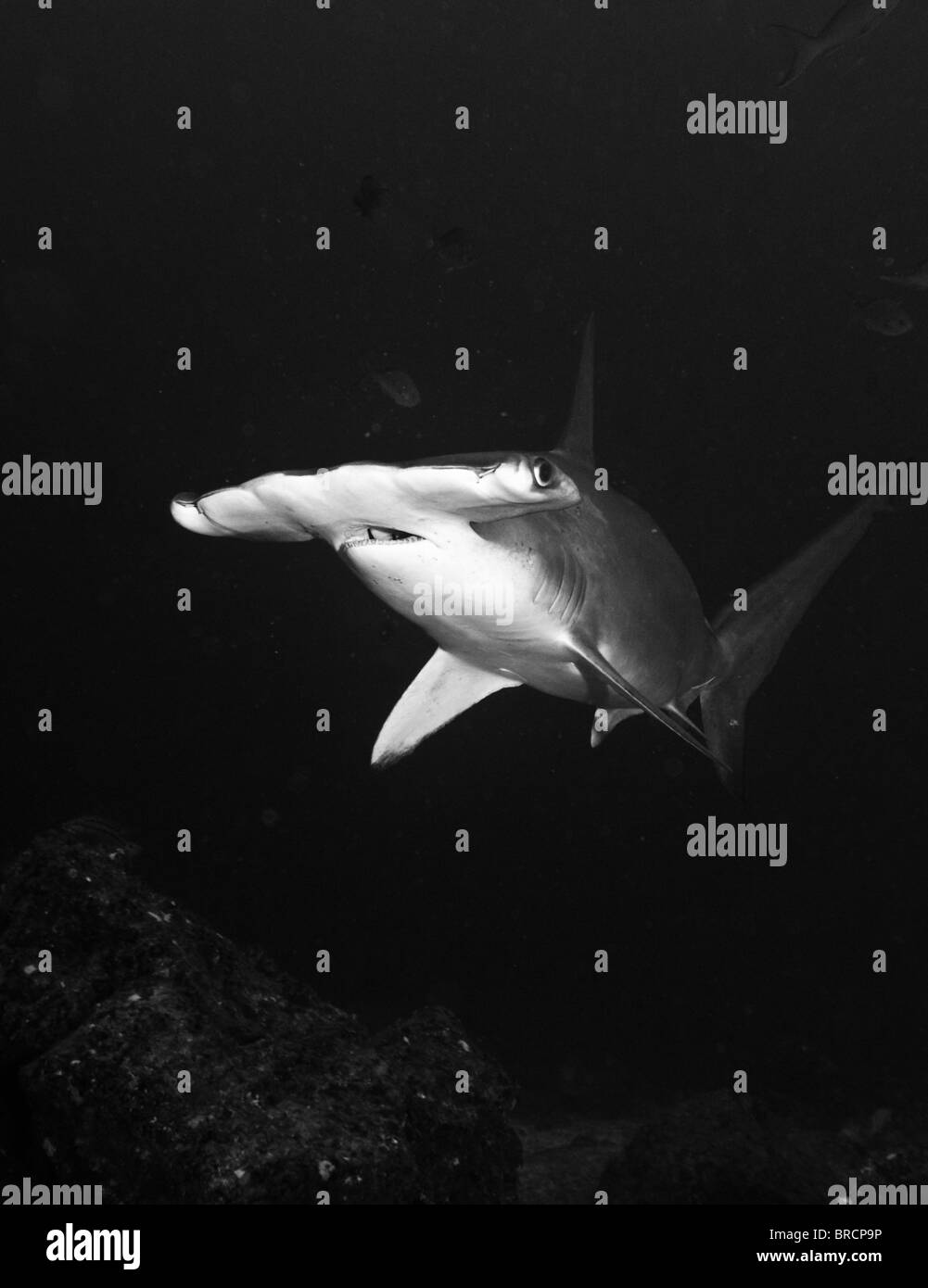 Requin-marteau halicorne, Sphyrna lewini, Cocos Island, du Costa Rica, de l'Océan Pacifique Banque D'Images