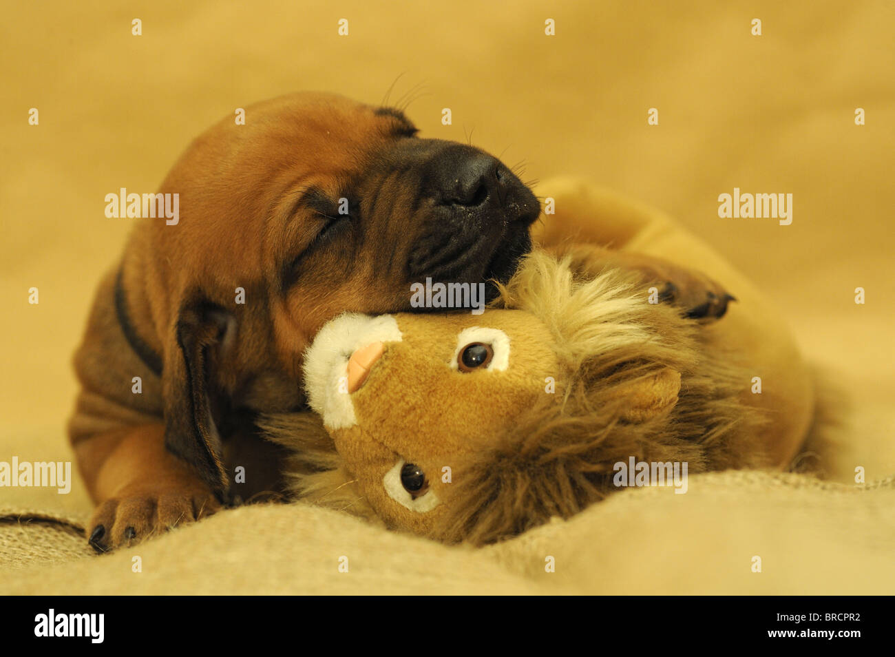 Le Rhodesian Ridgeback (Canis lupus familiaris). Chiot dormir tout en serrant un jouet lion. Banque D'Images
