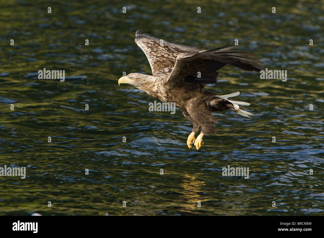 Pygargue à queue blanche (Haliaeetus albicilla), Banque D'Images