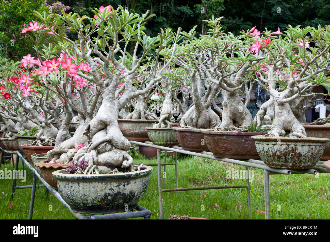 Desert Rose, Adenium obesum, comme de plus en plus de plantes en pot, de Bornéo Banque D'Images