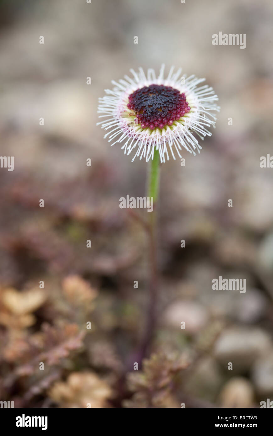 Leptinella atrata luteola, une plante vivace formant des tapis d'evergreen pas plus de 1 po (2.5 cm) de haut Banque D'Images