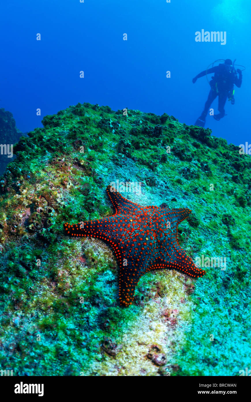 Coussin Panamic Starfish (Pentaceraster cumingi) sur la roche, de Plongée sous marine à l'arrière-plan, sous l'eau sur l'archipel des Galapagos Banque D'Images