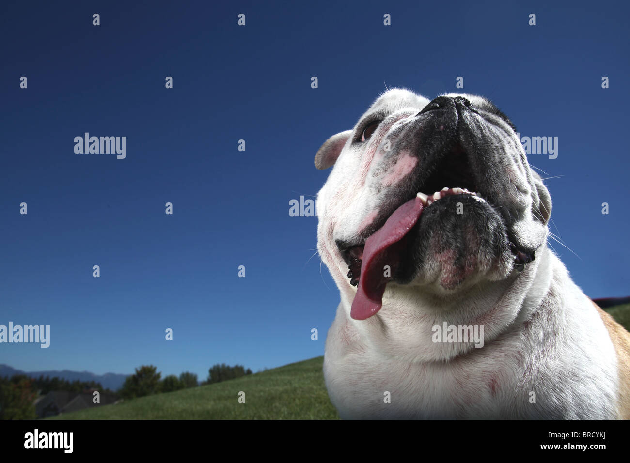 Portrait of happy bull dog avec langue sortir de la bouche Banque D'Images