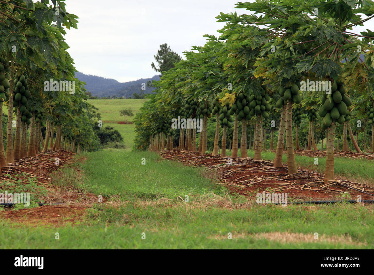 Plantation de mangue typique. Image prise dans l'Est de l'Australie. Banque D'Images Plantation de mangue typique. Image prise dans l'Est de l'Australie. Banque D'Images
