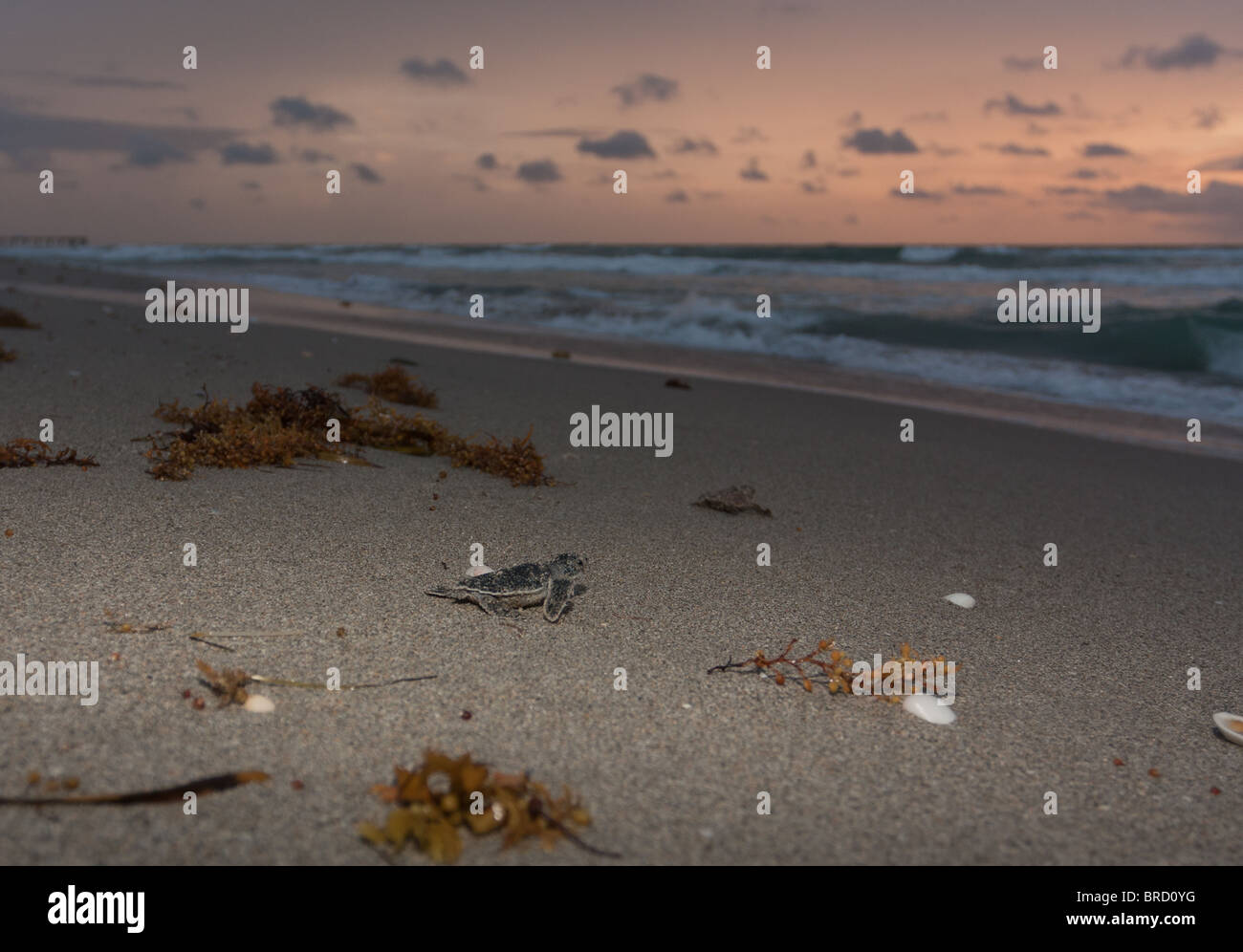 Tortues tortue de mer verte (Chelonia mydas) Banque D'Images