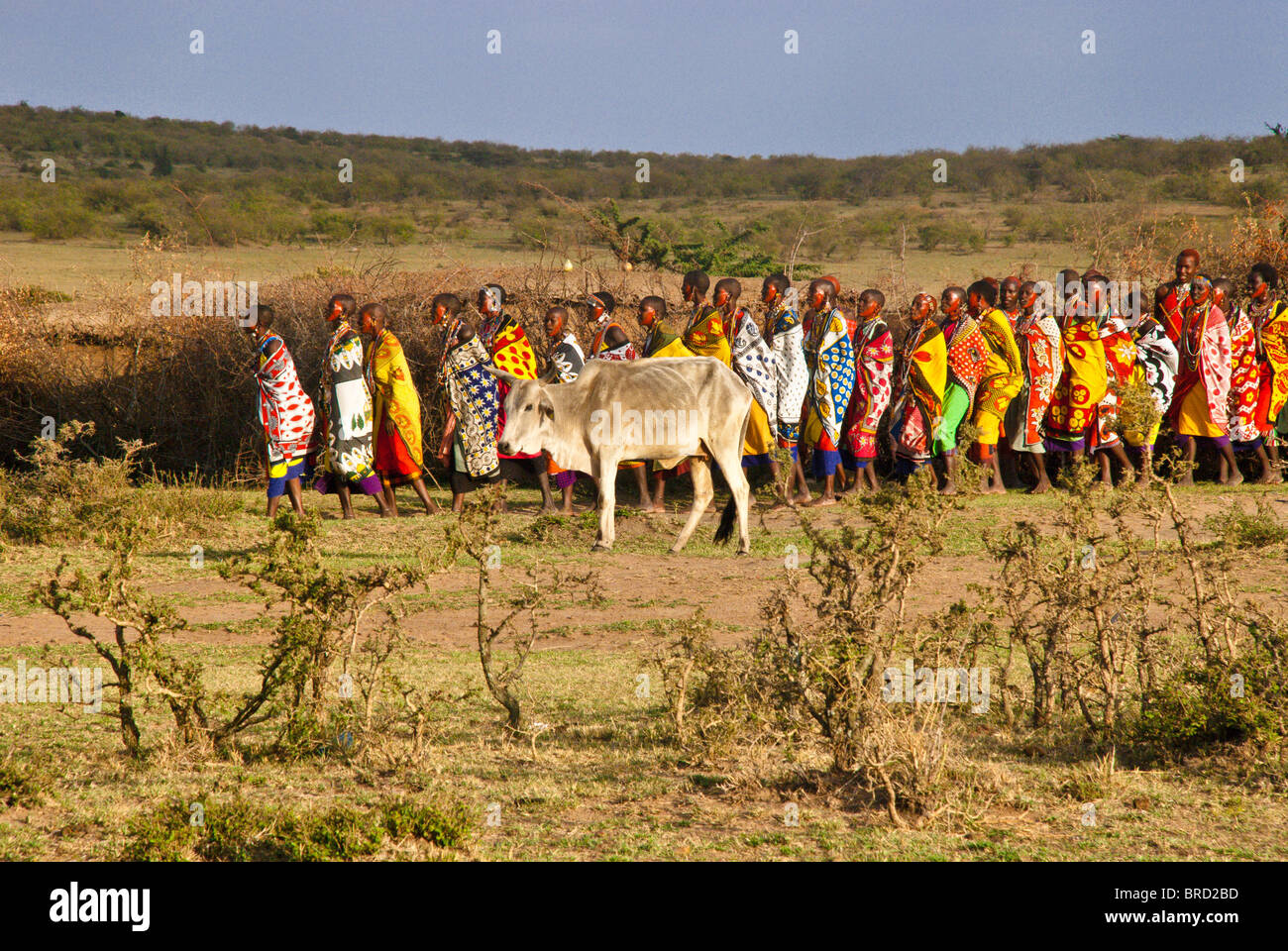 Les femmes Masai faisant danse de bienvenue avec le pâturage du bétail dans l'avant-plan, Masai Mara, Kenya, Afrique Banque D'Images