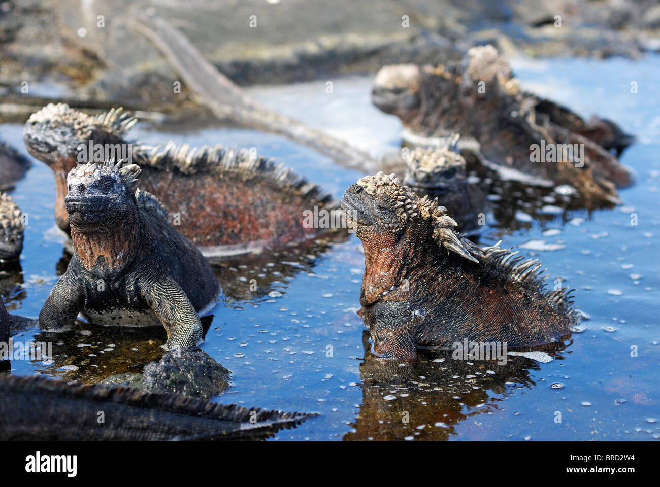 - L'Iguane marin Amblyrhynchus cristatus - baignade dans l'eau, l'Équateur, l'archipel des Galapagos, l'île Isabela Banque D'Images - L'Iguane marin Amblyrhynchus cristatus - baignade dans l'eau, l'Équateur, l'archipel des Galapagos, l'île Isabela Banque D'Images