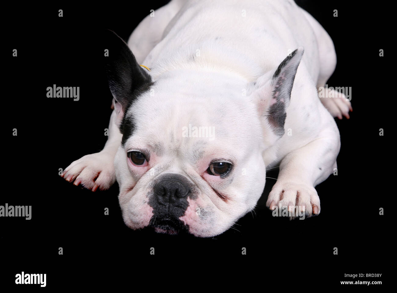 Triste à la bulldog blanc portant sur noir portrait Banque D'Images