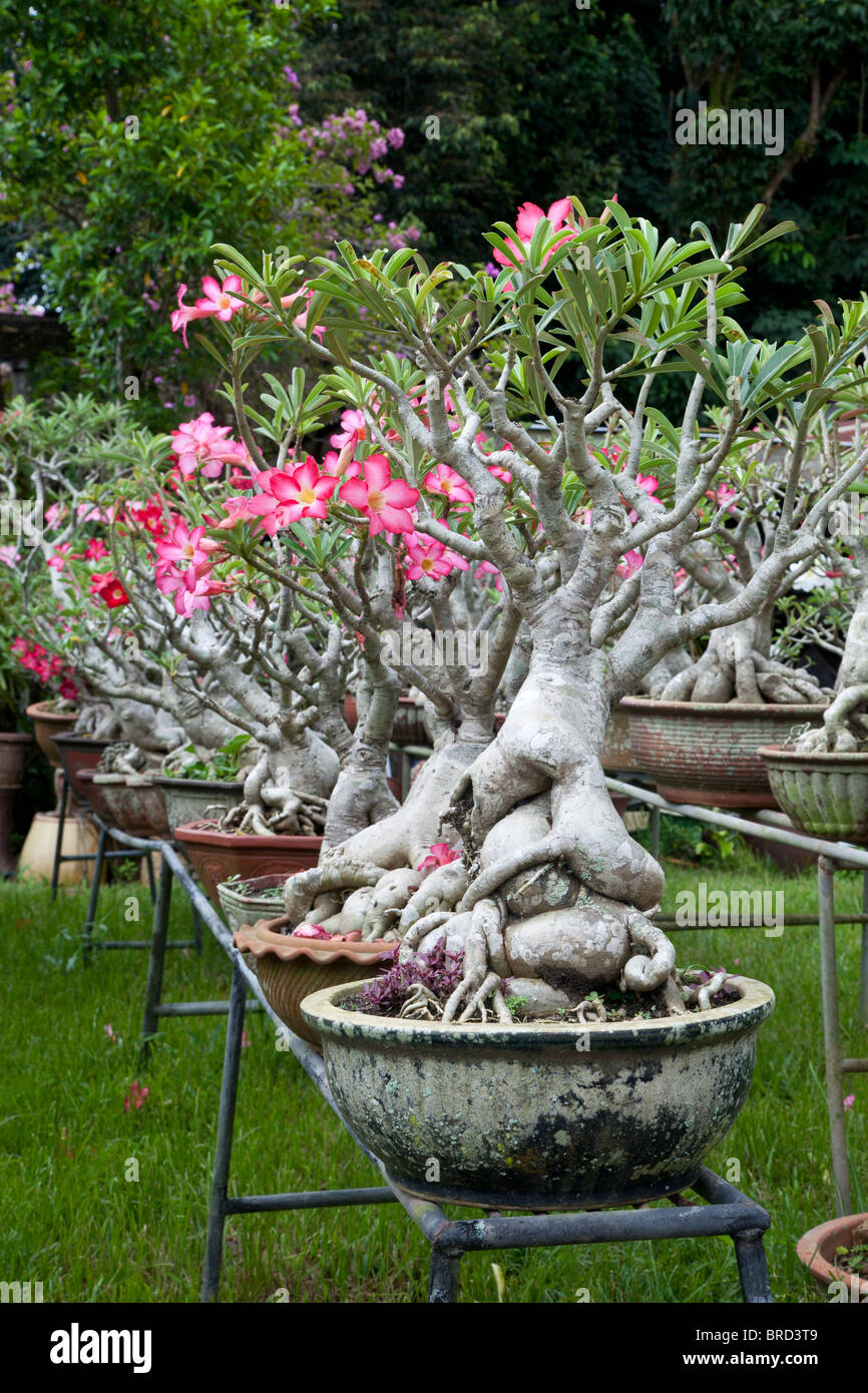 Desert Rose, Adenium obesum, comme de plus en plus de plantes en pot, de Bornéo Banque D'Images