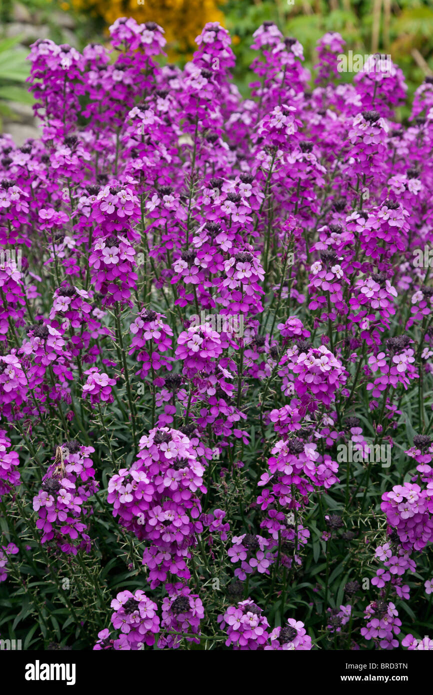 Exemple mature de fleur de mur vivace Erysimum 'Bowles Mauve' à la frontière d'un jardin anglais. Banque D'Images