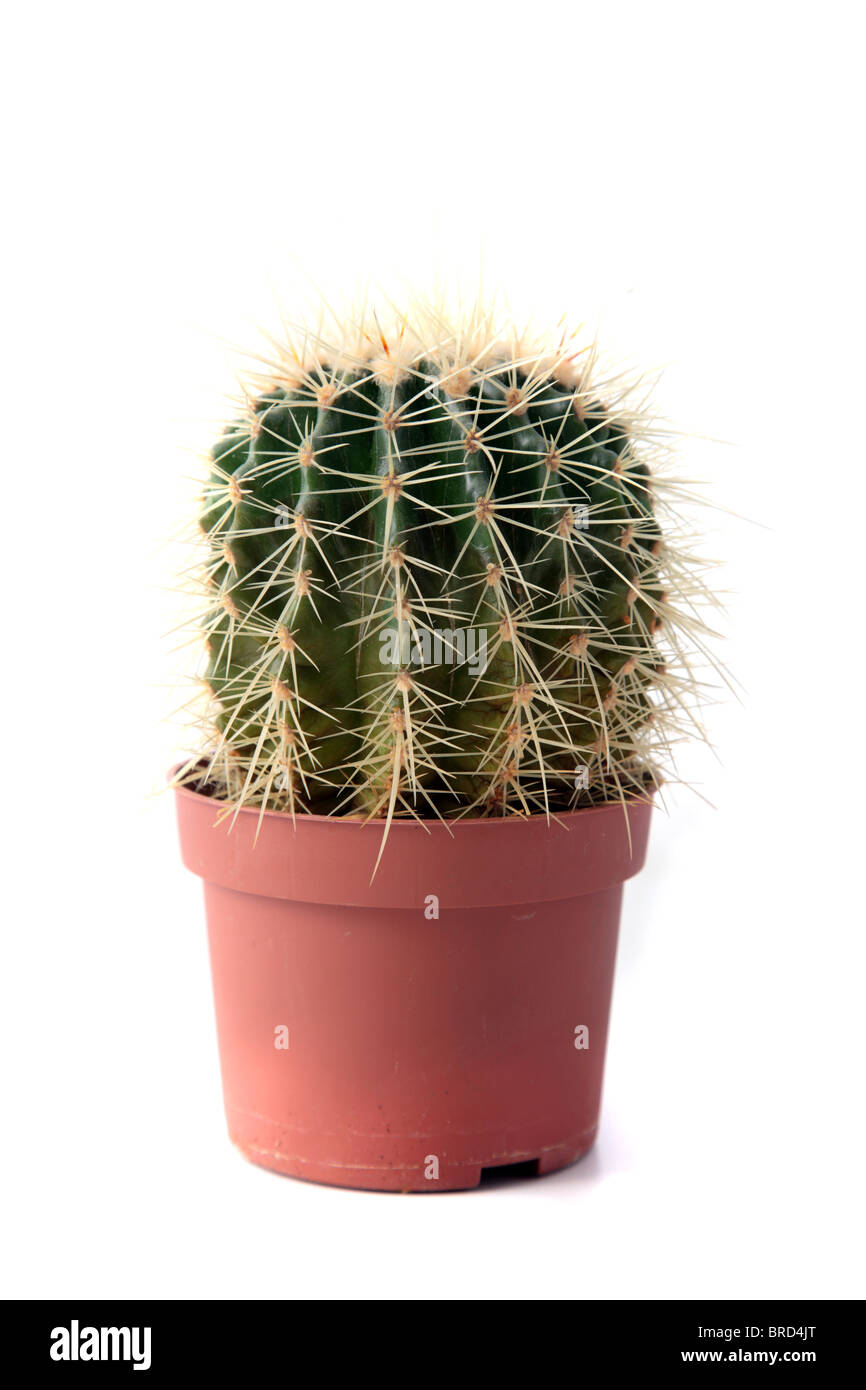 Un petit golden barrel cactus. Tous isolé sur fond blanc. Banque D'Images