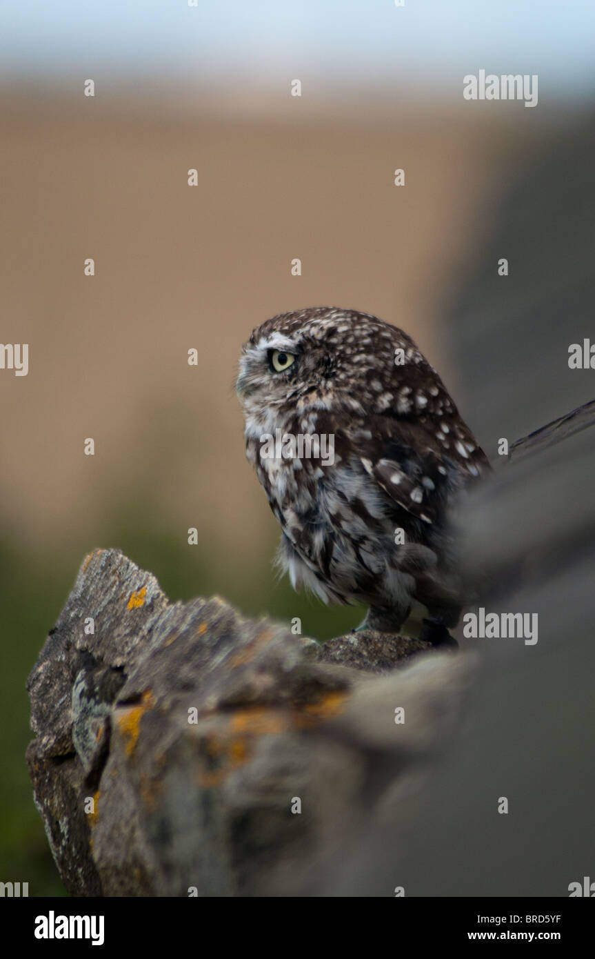 Petit Hibou autour de Masham Banque D'Images