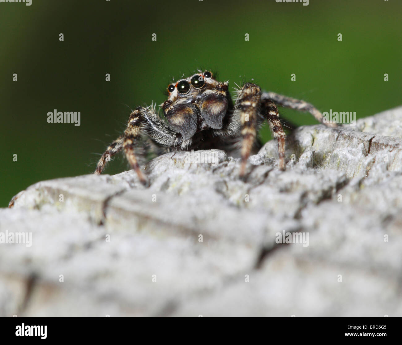 Caméra araignée Banque de photographies et d'images à haute résolution -  Alamy