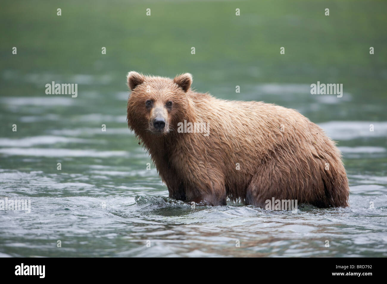 Ours brun la pêche du saumon dans un ruisseau près de Prince William Sound, les montagnes Chugach, Alaska, la Forêt Nationale de Chugach, Banque D'Images