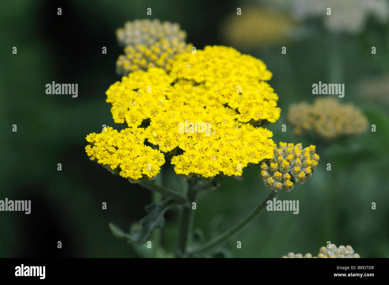 Achillea filipendulina achillée moonshine fernleaf jaune fleur fleurs vivaces herbacées à fleurs d'été Banque D'Images