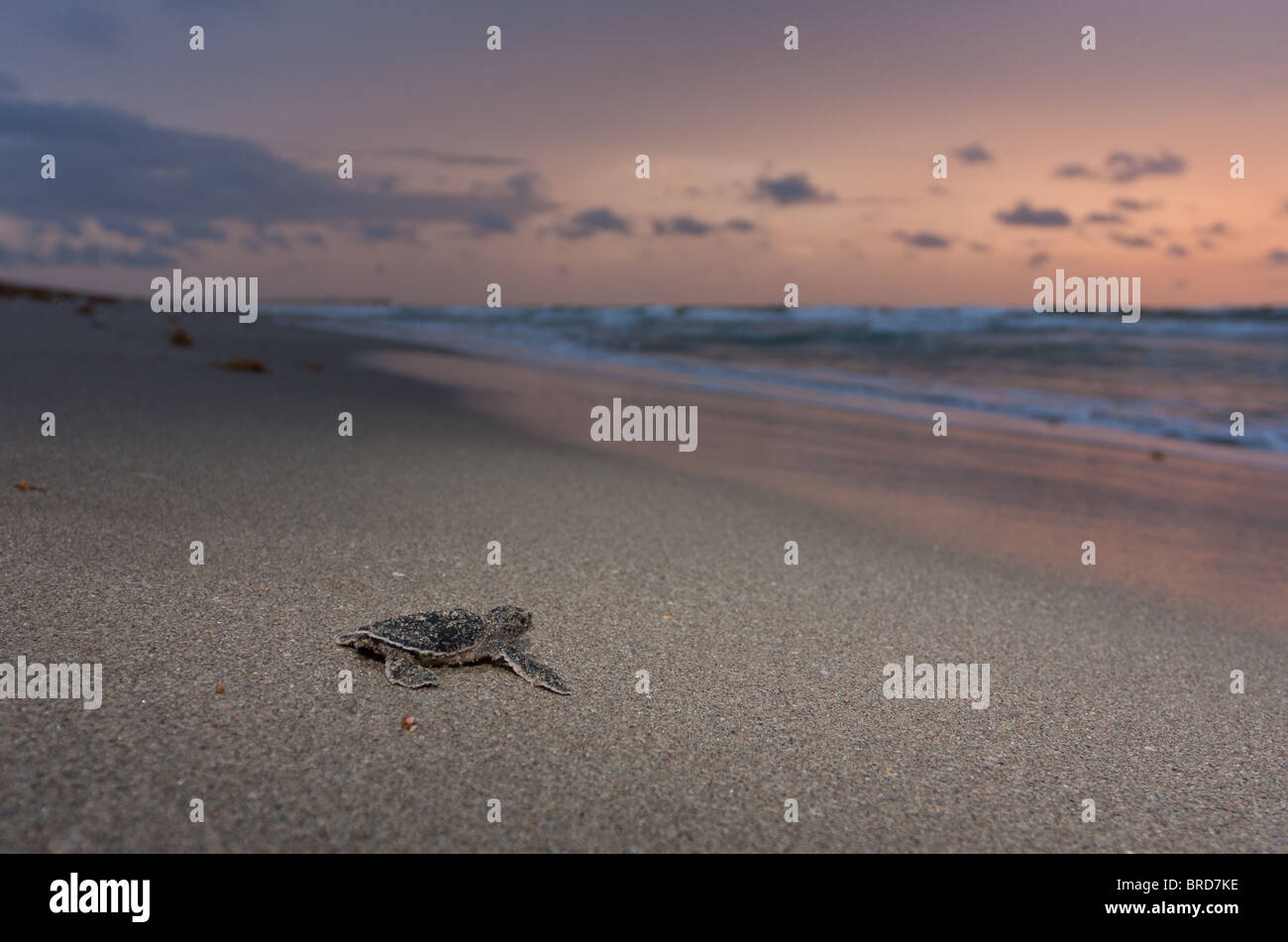Tortues tortue de mer verte (Chelonia mydas) Banque D'Images