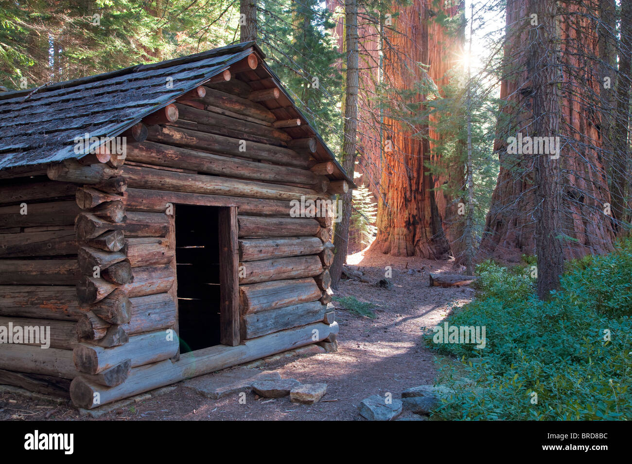 Les squatters Cabine avec Séquoia géant (Sequoiadendron giganteum) Sequoia National Park, Californie Banque D'Images