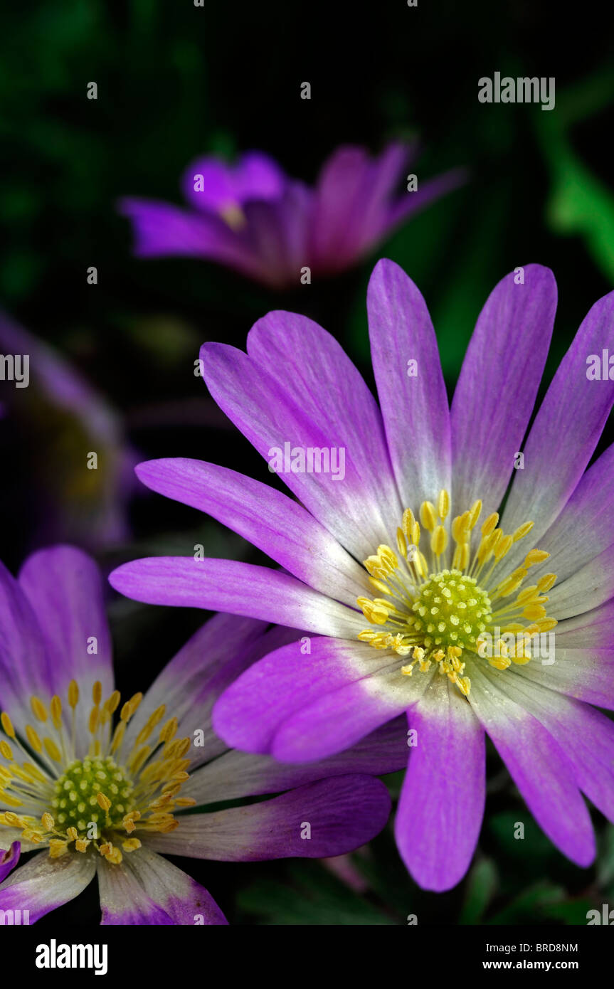 Anemone Blanda Vivace Tubéreuse Windflower étoile Rose