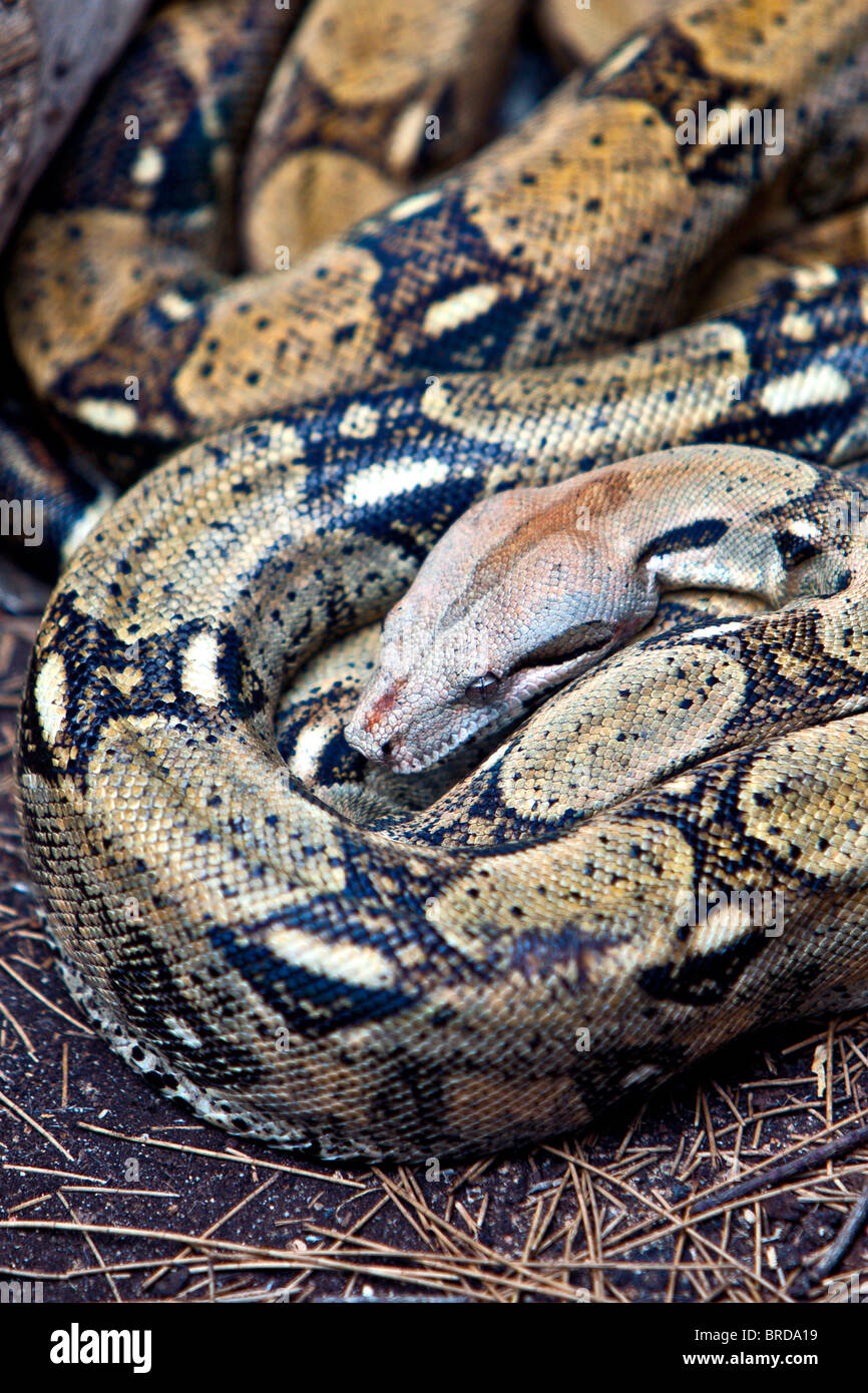 Boa constrictor enroulé montrant motif peau magnifique Banque D'Images
