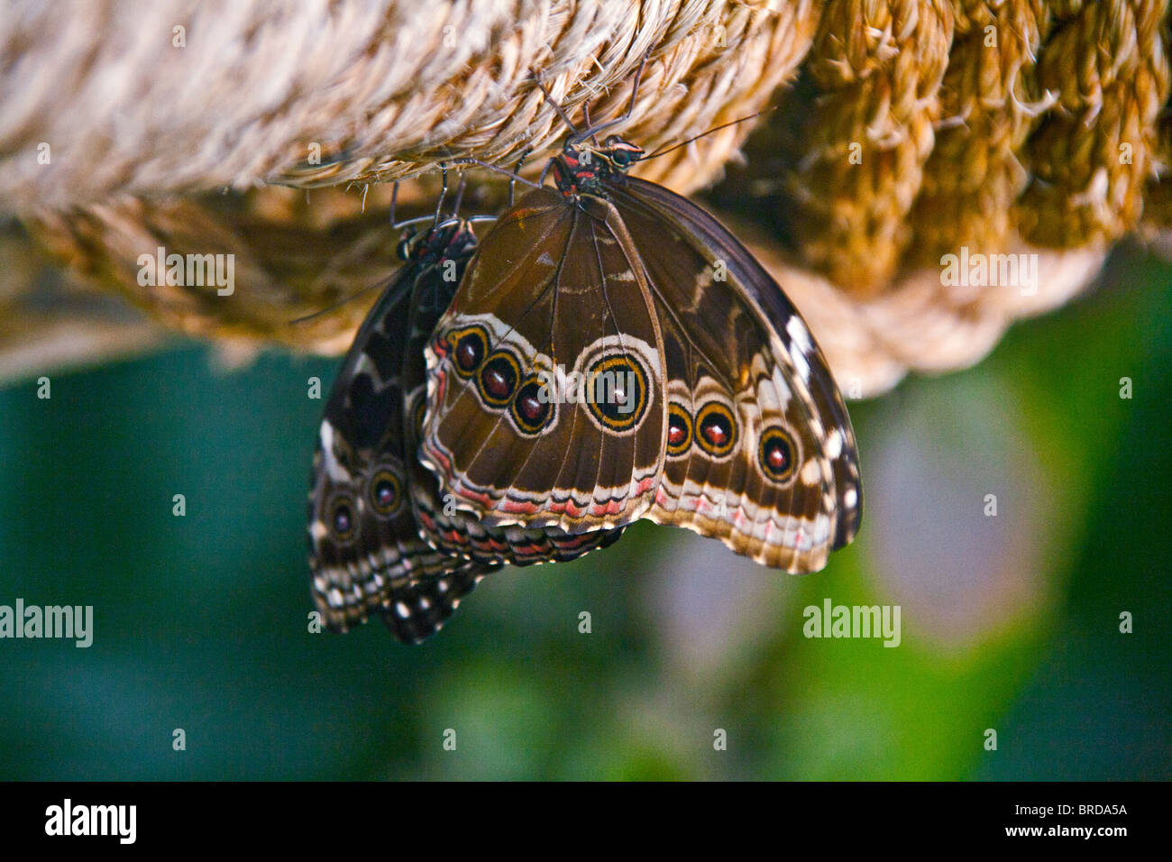 Paire d'accouplement de papillons hibou sur une corde Banque D'Images