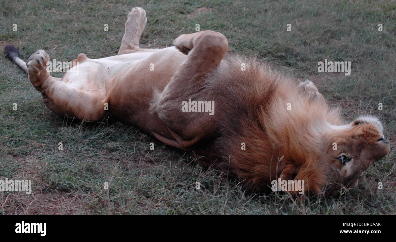 Un lion mâle ayant un scratch et un rouleau dans l'herbe Africaine Banque D'Images