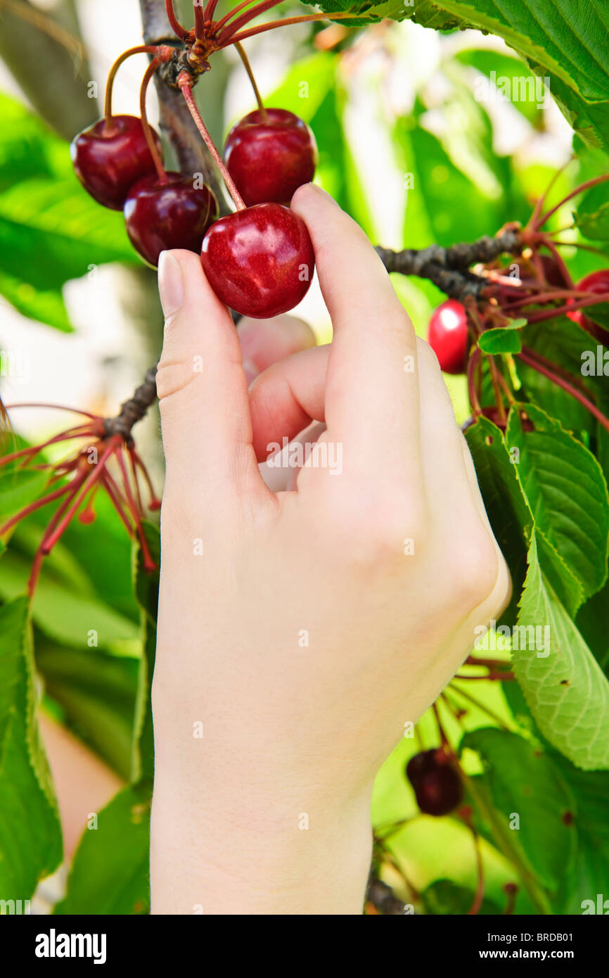 Cueillette à la main de cerises fraîches de Cherry Tree Banque D'Images