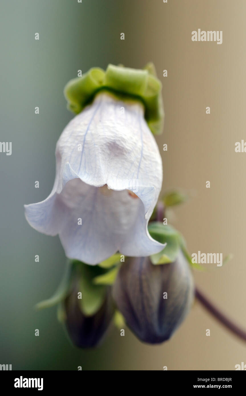 Dicentrifolia Codonopsis bonnet bellflower asiatique en forme de cloche blanche fleur fleurs médecine traditionnelle chinoise Banque D'Images