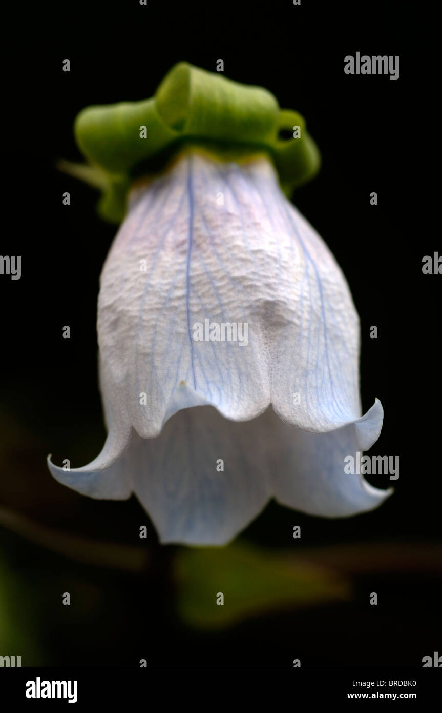 Dicentrifolia Codonopsis bonnet bellflower asiatique en forme de cloche blanche fleur fleurs médecine traditionnelle chinoise Banque D'Images