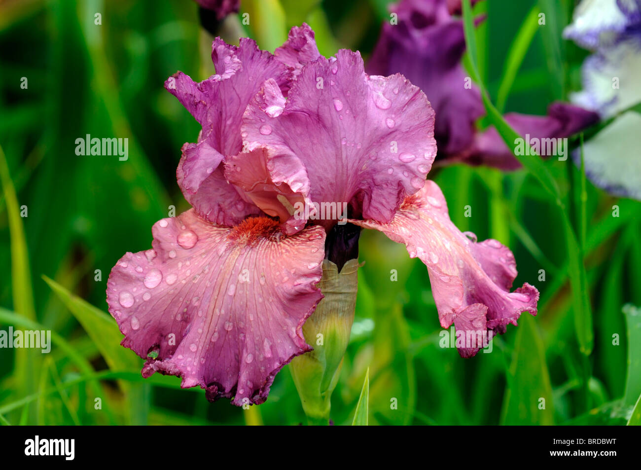 Ambroisie iris germanica Iris rhizomateux Iris allemand couleur mauve rose fleur fleur fleur de couleur rose magenta Mauve Banque D'Images