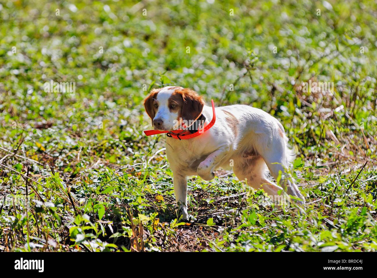 Bretagne Le point sur la caille au cours de session de formation dans le Comté de Harrison, dans l'Indiana Banque D'Images