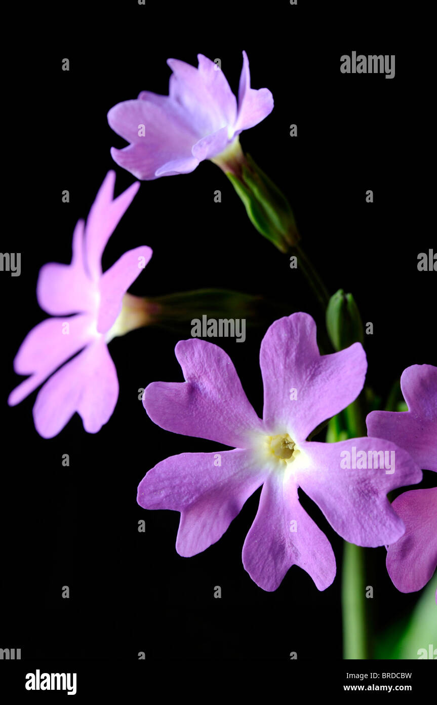 Primrose Primula involucrata vivace à feuilles caduques feuilles vert moyen finement dentelées rose mauve fleur pourpre fleur Banque D'Images