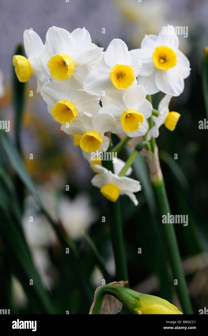 Jonquille narcissus minnow périanthe jaune fleur blanche avec tasse Banque D'Images