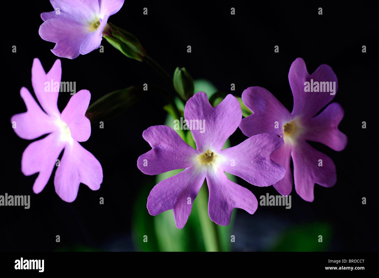 Primrose Primula involucrata vivace à feuilles caduques feuilles vert moyen finement dentelées rose mauve fleur pourpre fleur Banque D'Images