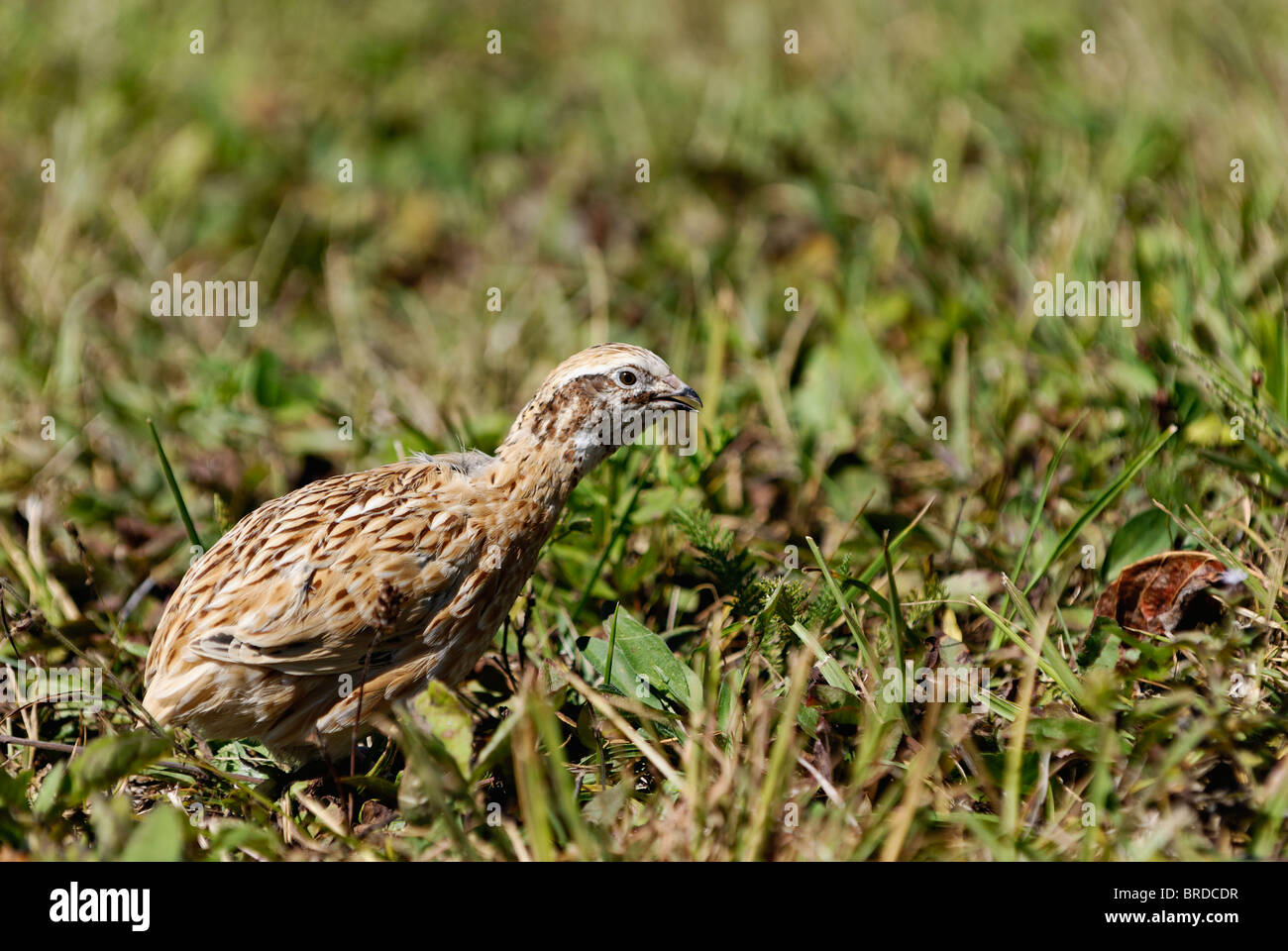 Colins dans Comté de Harrison, dans l'Indiana Banque D'Images