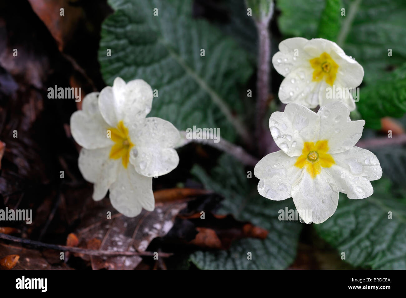 Primula primevère coucou bleu blanc fleur closeup macro close up Banque D'Images