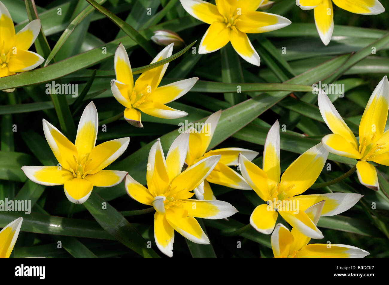 Tulipa tarda Dasystemon espèces de tulipes de couleur crème de citron jaune couleur couleur couleur fleur fleurs bouquet - nain formant Banque D'Images