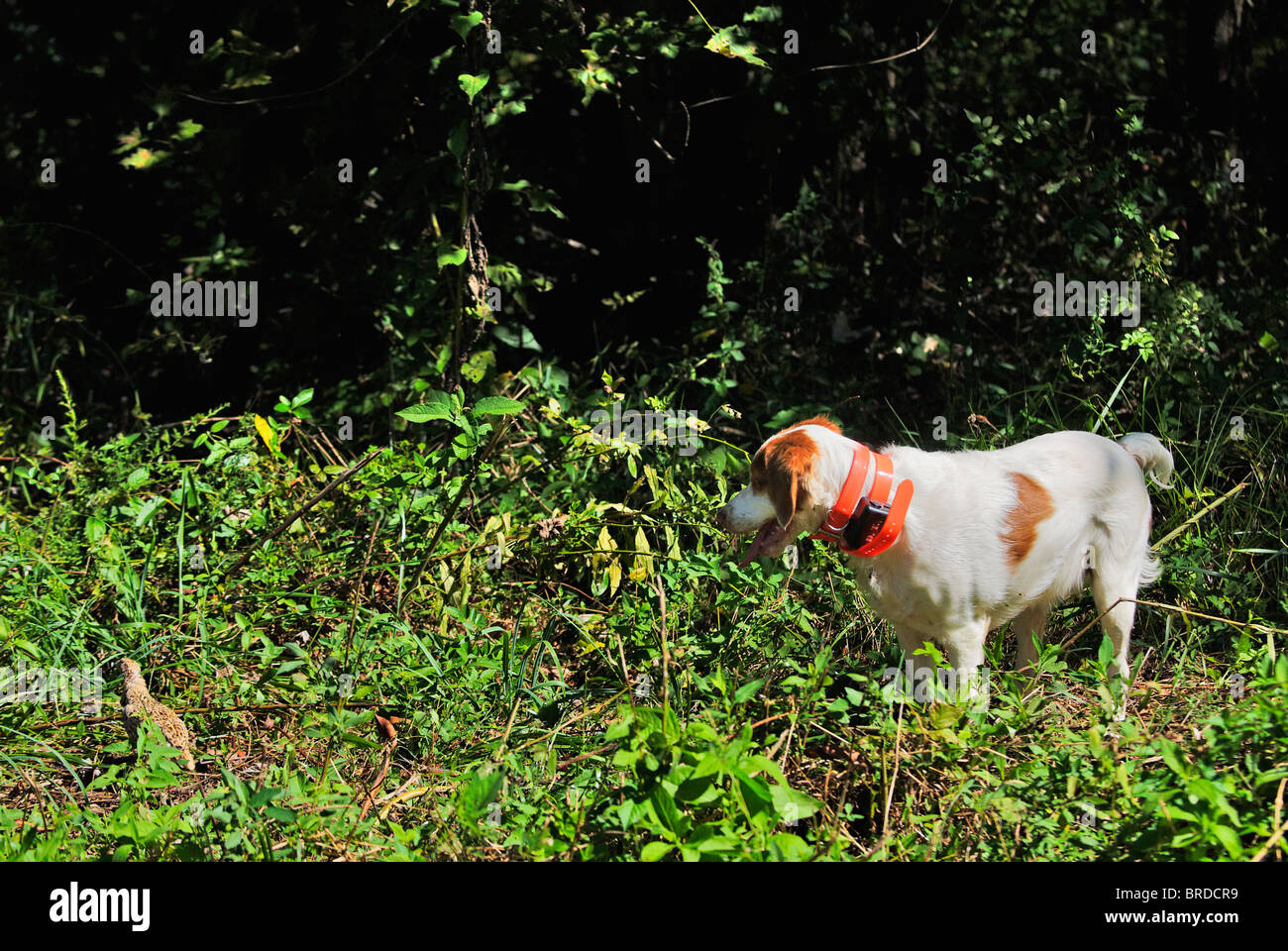 Bretagne Le point sur la caille au cours de session de formation dans le Comté de Harrison, dans l'Indiana Banque D'Images