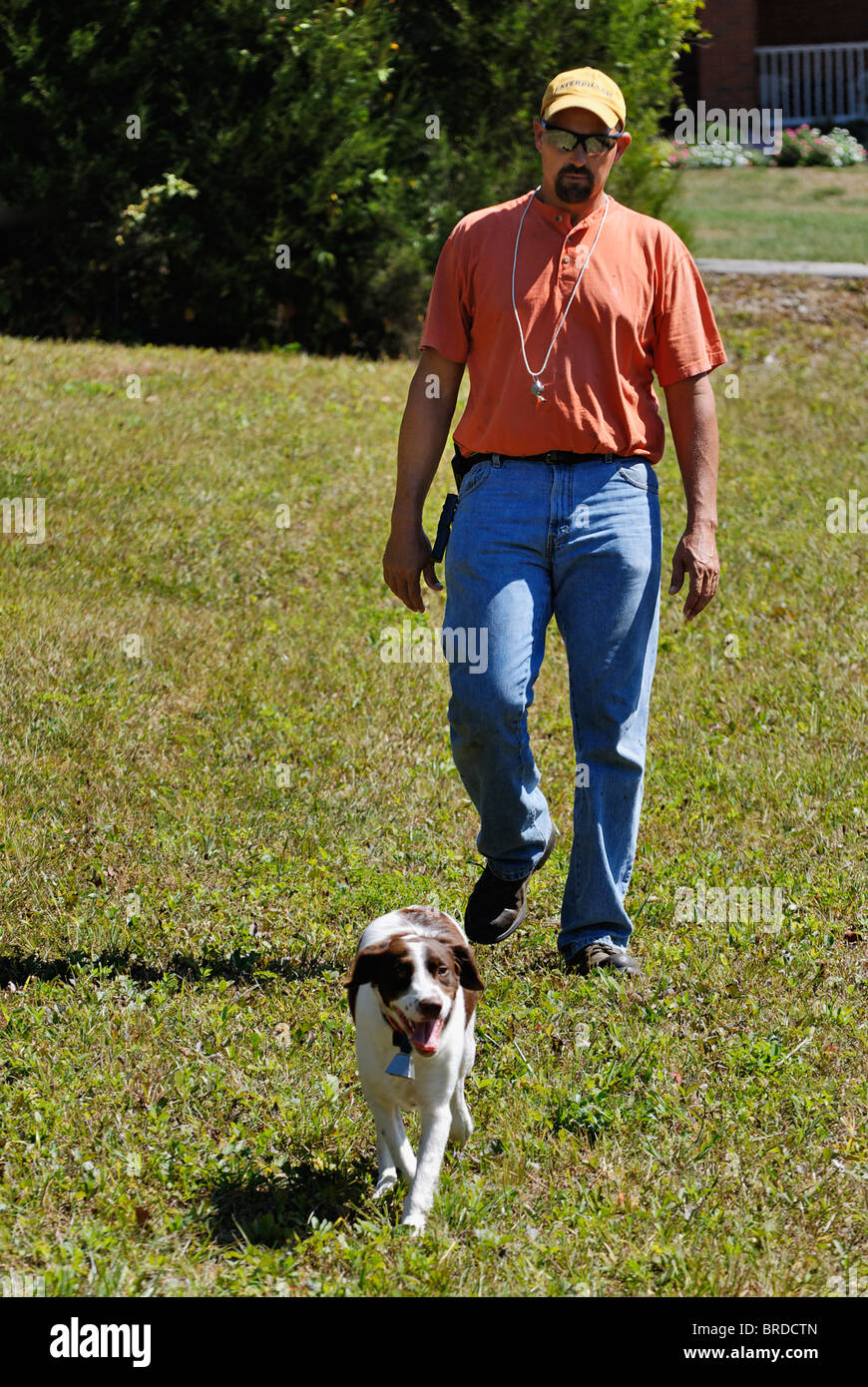 Entraîneur de chien marche à travers champ avec la Bretagne, dans le Comté de Harrison, dans l'Indiana Banque D'Images