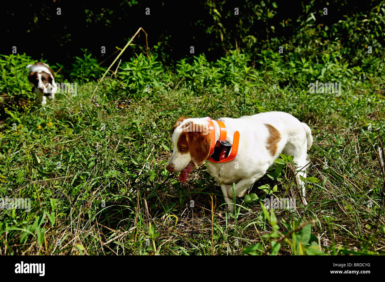 Bretagne Le point sur les cailles soutenu par un autre chien au cours de session de formation dans le Comté de Harrison, dans l'Indiana Banque D'Images