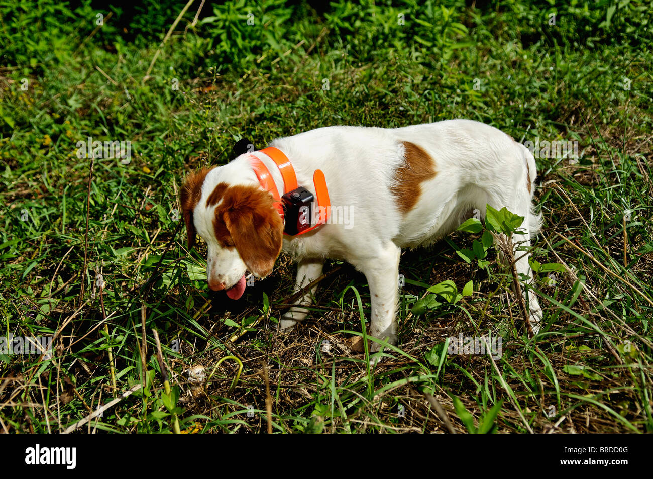 Bretagne Le point sur la caille au cours de session de formation dans le Comté de Harrison, dans l'Indiana Banque D'Images