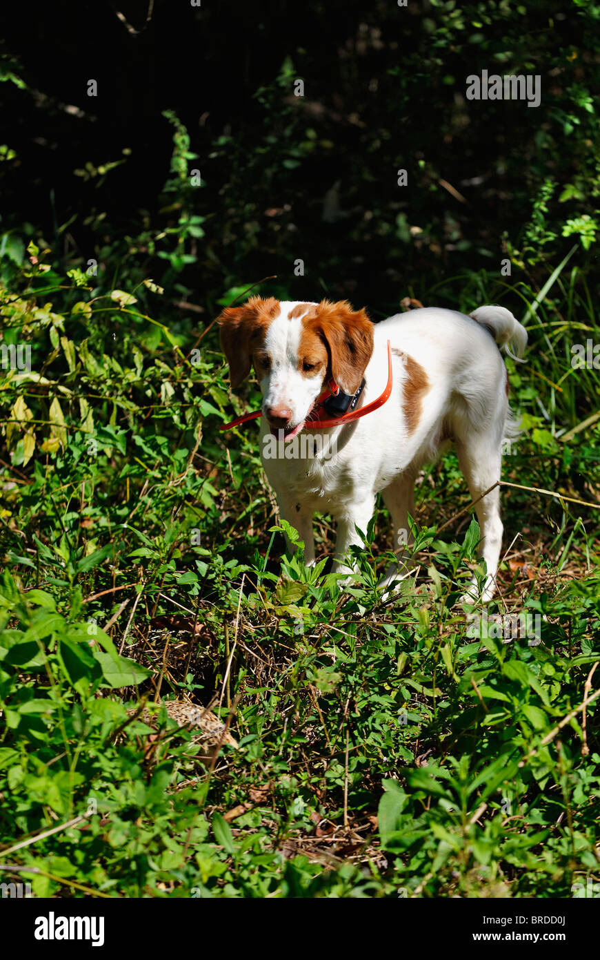 Bretagne Le point sur la caille au cours de session de formation dans le Comté de Harrison, dans l'Indiana Banque D'Images