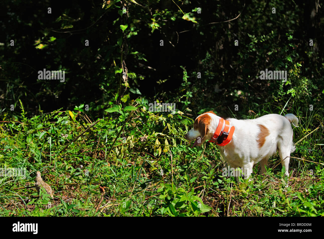 Bretagne Le point sur la caille au cours de session de formation dans le Comté de Harrison, dans l'Indiana Banque D'Images