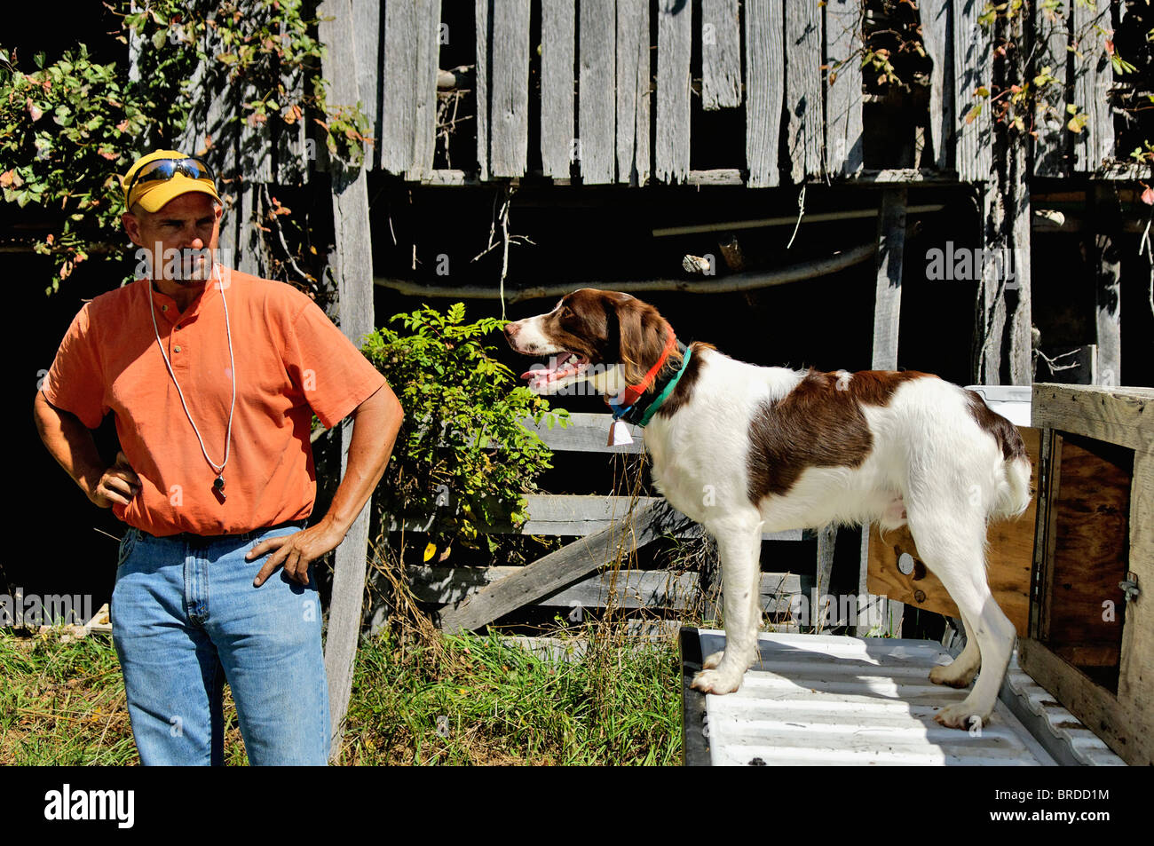 Entraîneur de chien avec la Bretagne sur hayon de chariot en face de vieille grange en Comté de Harrison, dans l'Indiana Banque D'Images