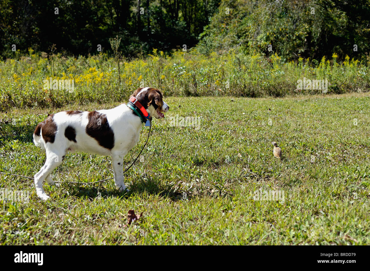 Bretagne Le point sur la caille au cours de session de formation dans le Comté de Harrison, dans l'Indiana Banque D'Images