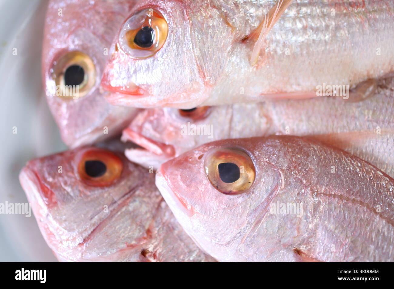 Détails de matières du poisson frais au marché, close-up Banque D'Images
