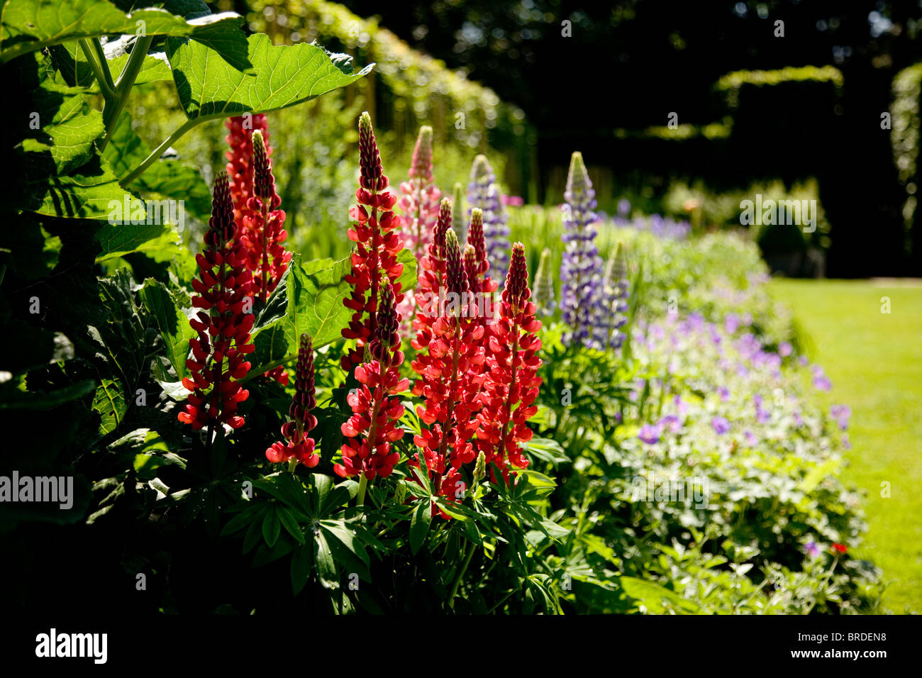 Lupin dans frontière herbacées Abbaye d'Anglesey Banque D'Images