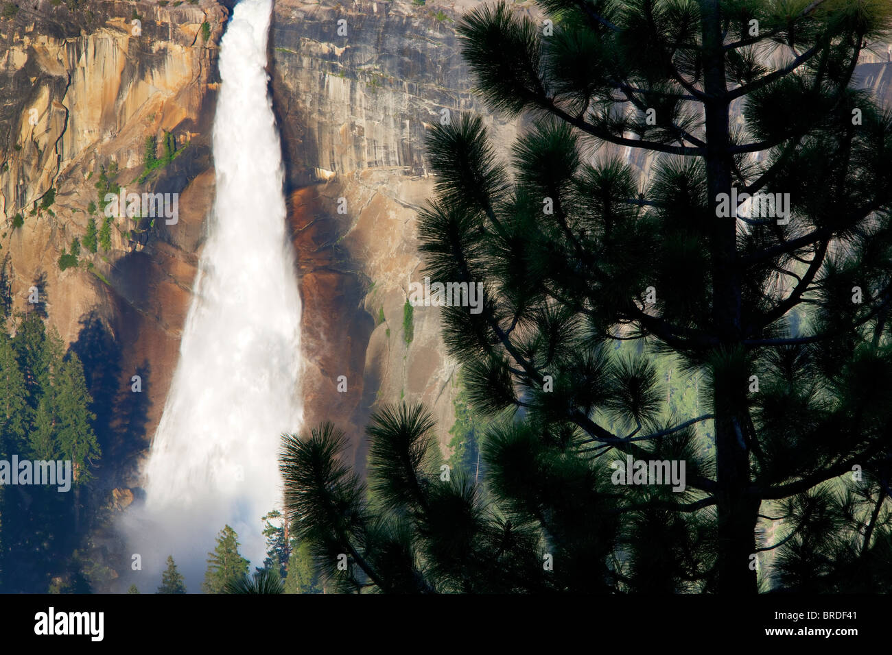 Nevada Falls et de pins vu de Glacier Point. Yosemite National Park, Californie Banque D'Images