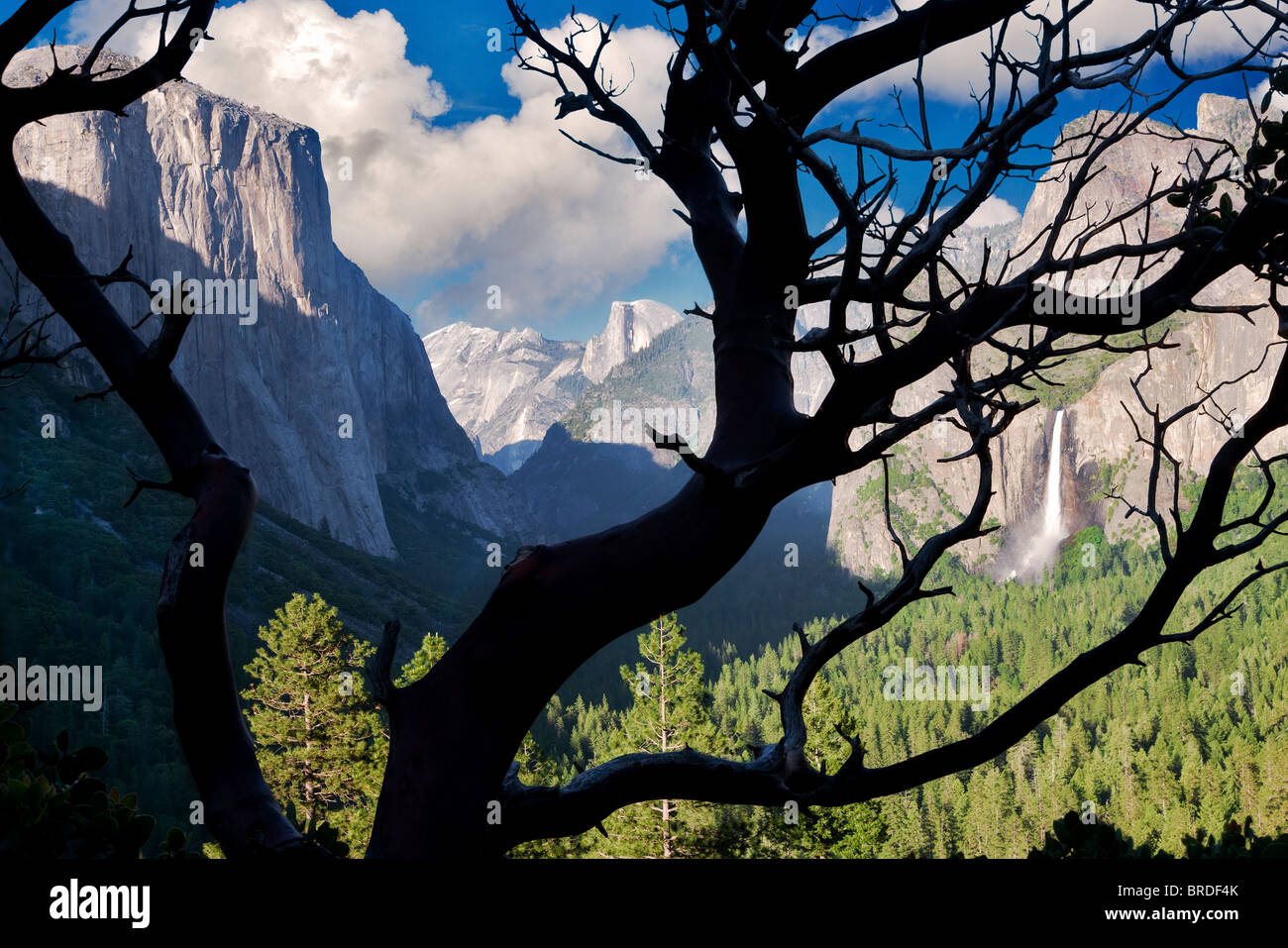 La Vallée Yosemite Vue de dessus Vue de Tunnel surplombent comme vu par manzanita bush. Yosemite National Park, Californie Banque D'Images