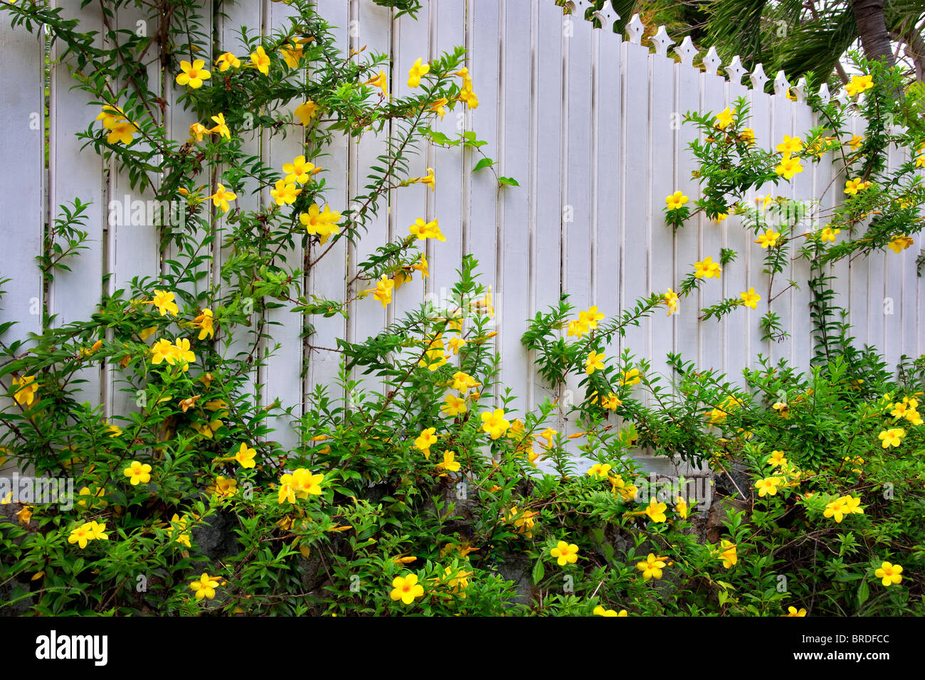Allamanda jaune fleurs sur une clôture. Charlotte Amalle. Saint Thomas. Îles Vierges américaines. Banque D'Images
